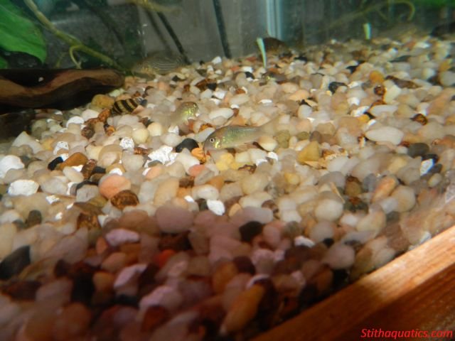 corydorasaeneus.jpg